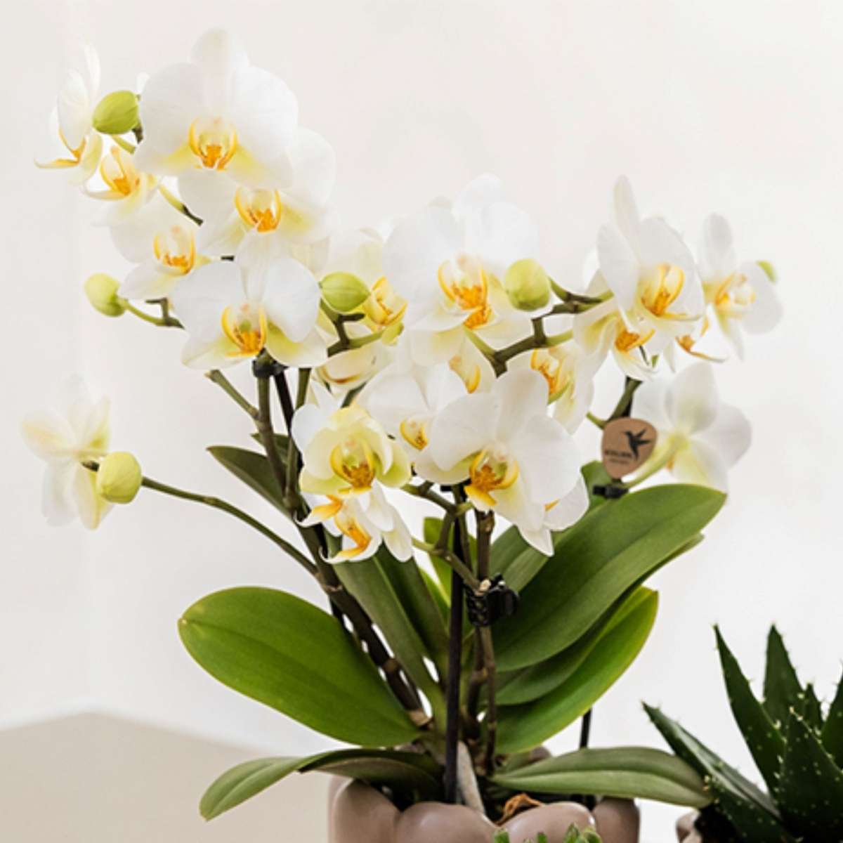 Coffret cadeau orchidée 'White Tray XL' - Phalaenopsis - Hauteur 35cm
