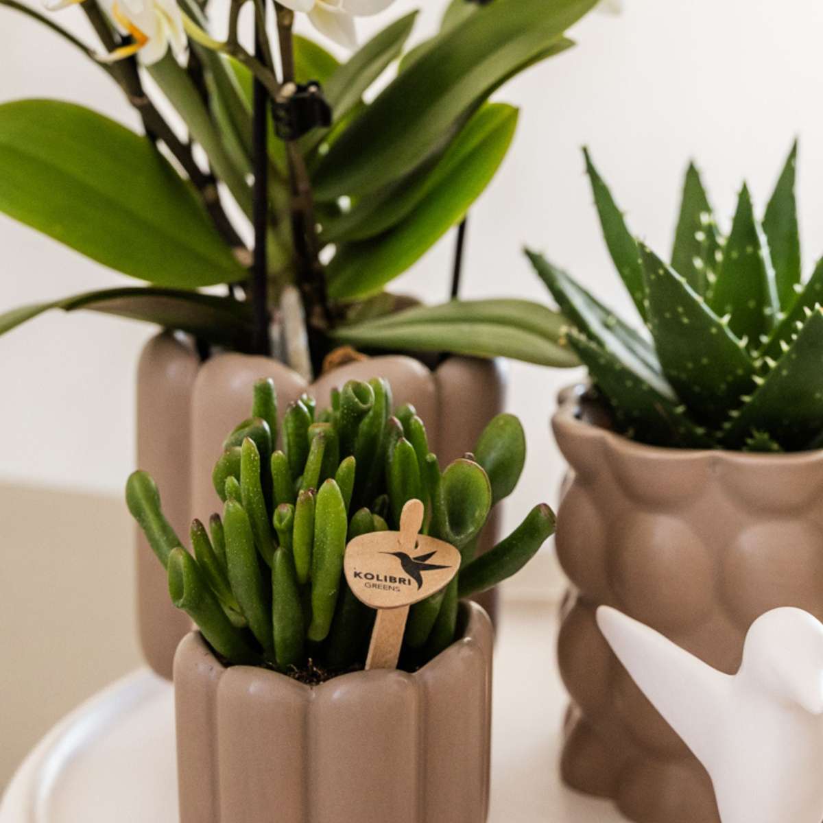 Coffret cadeau orchidée 'White Tray XL' - Phalaenopsis - Hauteur 35cm