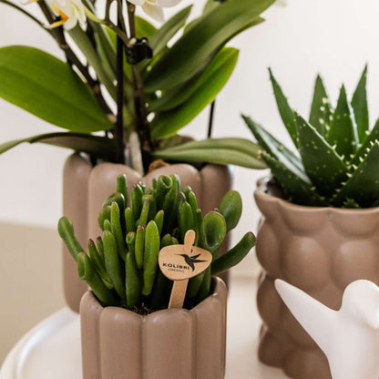 Coffret cadeau orchidée 'White Tray XL' - Phalaenopsis - Hauteur 35cm