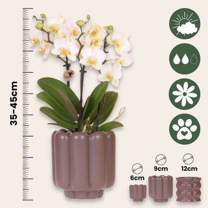 Coffret cadeau orchidée 'White Tray XL' - Phalaenopsis - Hauteur 35cm