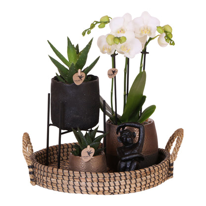 Coffret cadeau orchidée 'Copper XL' - Phalaenopsis - Hauteur 35cm