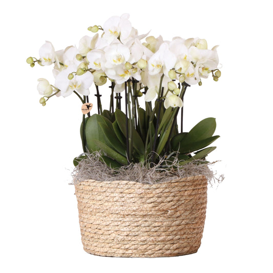 Orchidée en panier blanc - Phalaenopsis - Hauteur 40–50cm - ⌀28cm