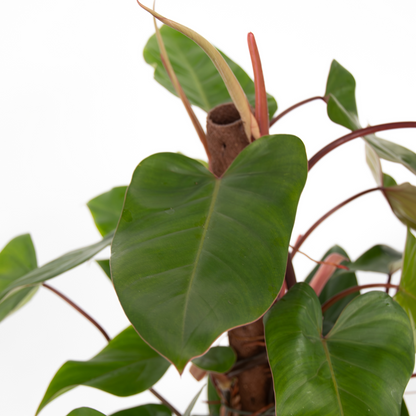 Plante verte - Philodendron Red Emerald Kratiste - Hauteur 70-80cm - ⌀19cm