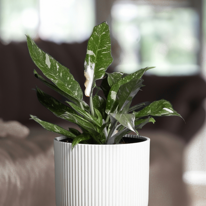 Plante verte - Philodendron Cobra - Hauteur 55-65cm - ⌀19cm
