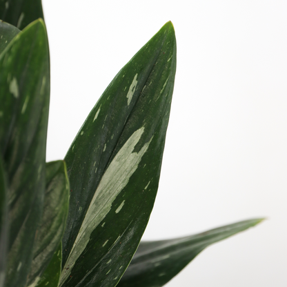 Plante verte - Philodendron Cobra - Hauteur 55-65cm - ⌀19cm