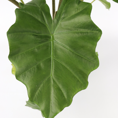 Plante éléphant - Alocasia Portodora - Hauteur 80-90cm - ⌀21cm