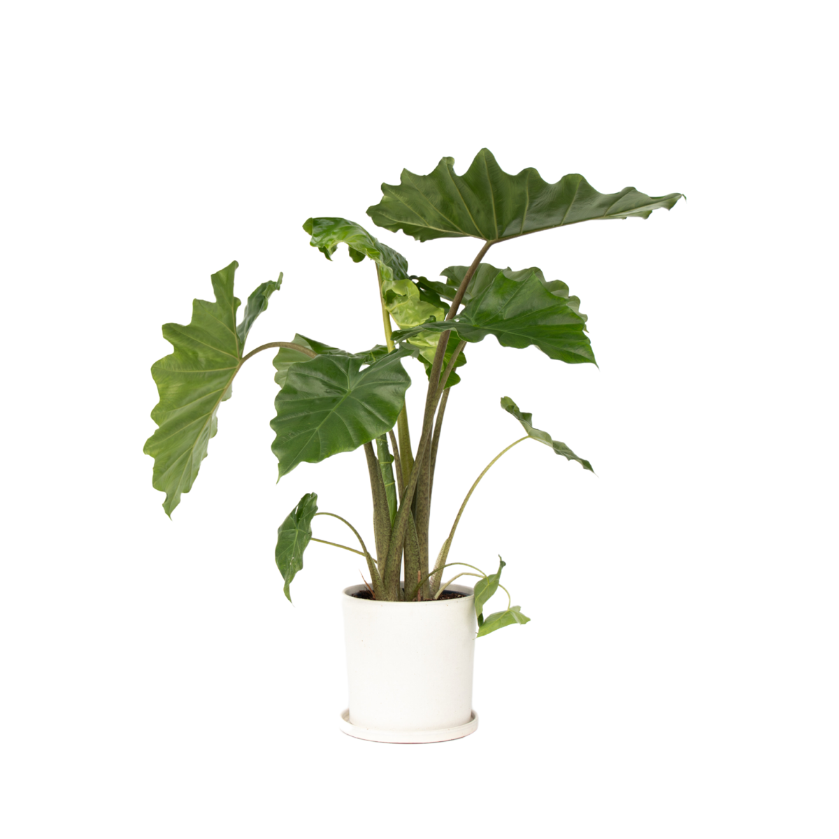 Plante éléphant - Alocasia Portodora - Hauteur 80-90cm - ⌀21cm