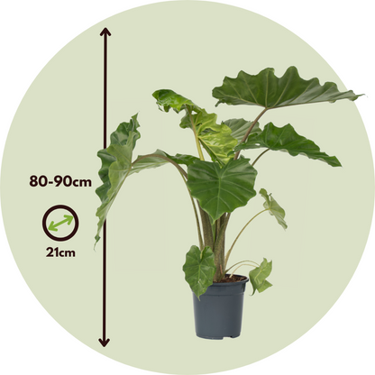Plante éléphant - Alocasia Portodora - Hauteur 80-90cm - ⌀21cm
