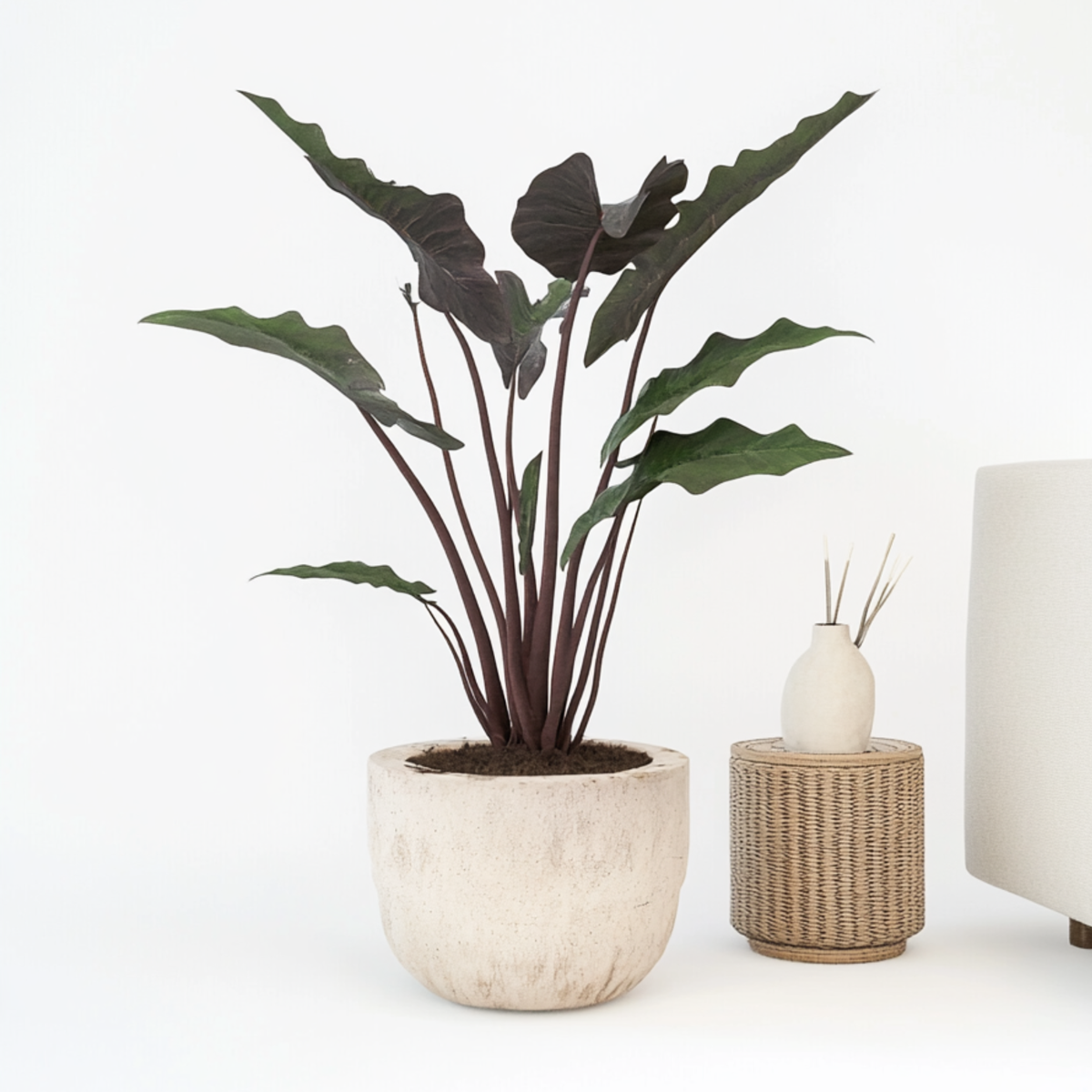 Plante éléphant - Alocasia Lauterbachiana - Hauteur 80-90cm - ⌀19cm