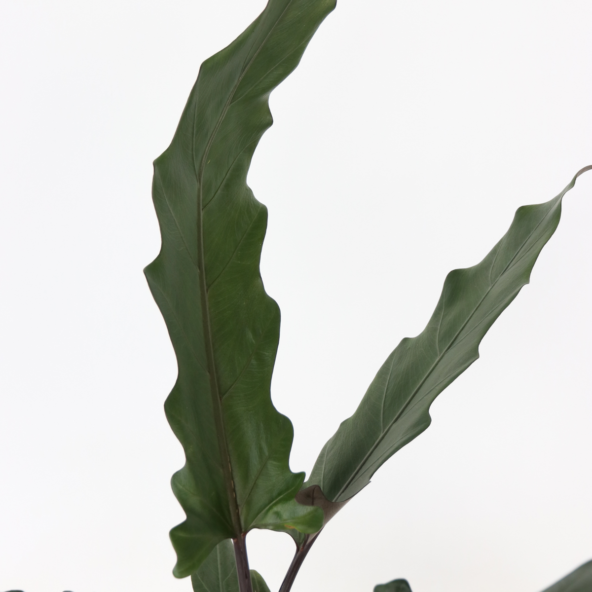Plante éléphant - Alocasia Lauterbachiana - Hauteur 80-90cm - ⌀19cm
