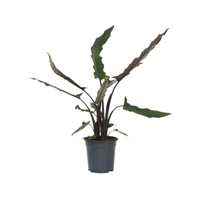 Plante éléphant - Alocasia Lauterbachiana - Hauteur 80-90cm - ⌀19cm