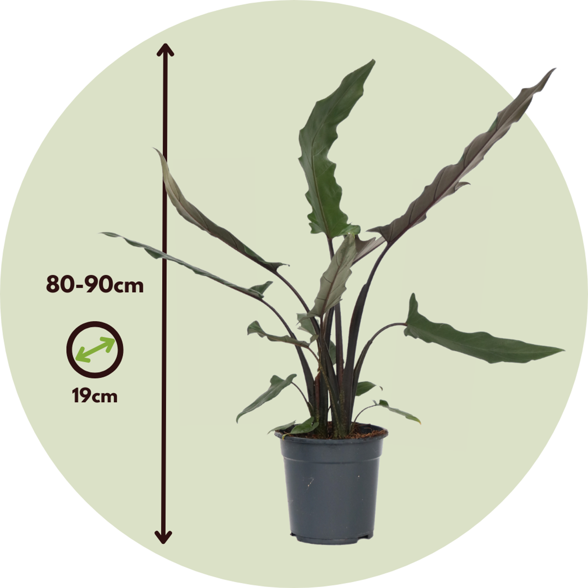 Plante éléphant - Alocasia Lauterbachiana - Hauteur 80-90cm - ⌀19cm