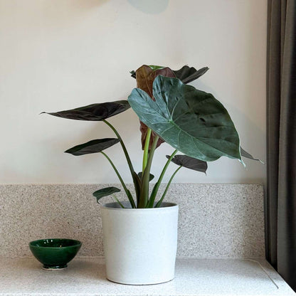 Plante éléphant - Alocasia Wentii - Hauteur 70-80cm - ⌀19cm