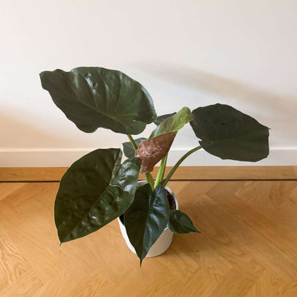 Plante éléphant - Alocasia Wentii - Hauteur 70-80cm - ⌀19cm