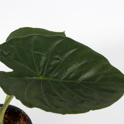 Plante éléphant - Alocasia Wentii - Hauteur 70-80cm - ⌀19cm