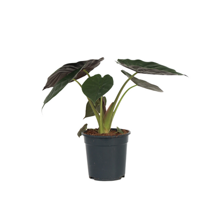 Plante éléphant - Alocasia Wentii - Hauteur 70-80cm - ⌀19cm