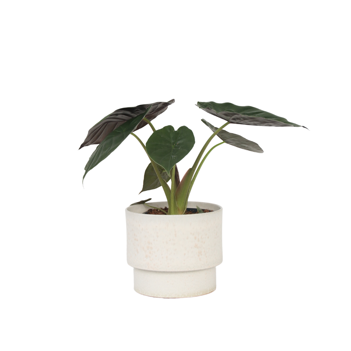 Plante éléphant - Alocasia Wentii - Hauteur 70-80cm - ⌀19cm