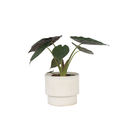 Plante éléphant - Alocasia Wentii - Hauteur 70-80cm - ⌀19cm
