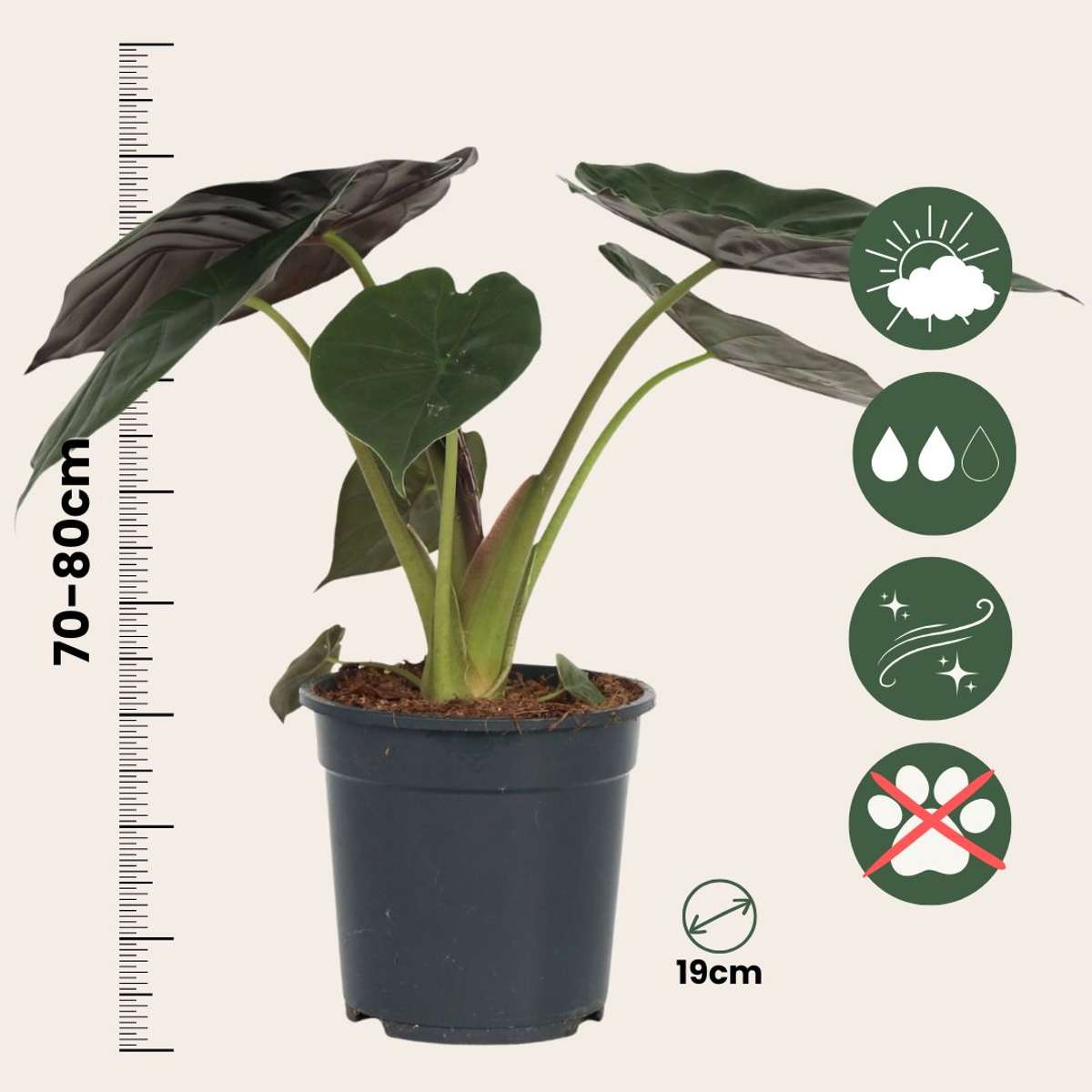 Plante éléphant - Alocasia Wentii - Hauteur 70-80cm - ⌀19cm