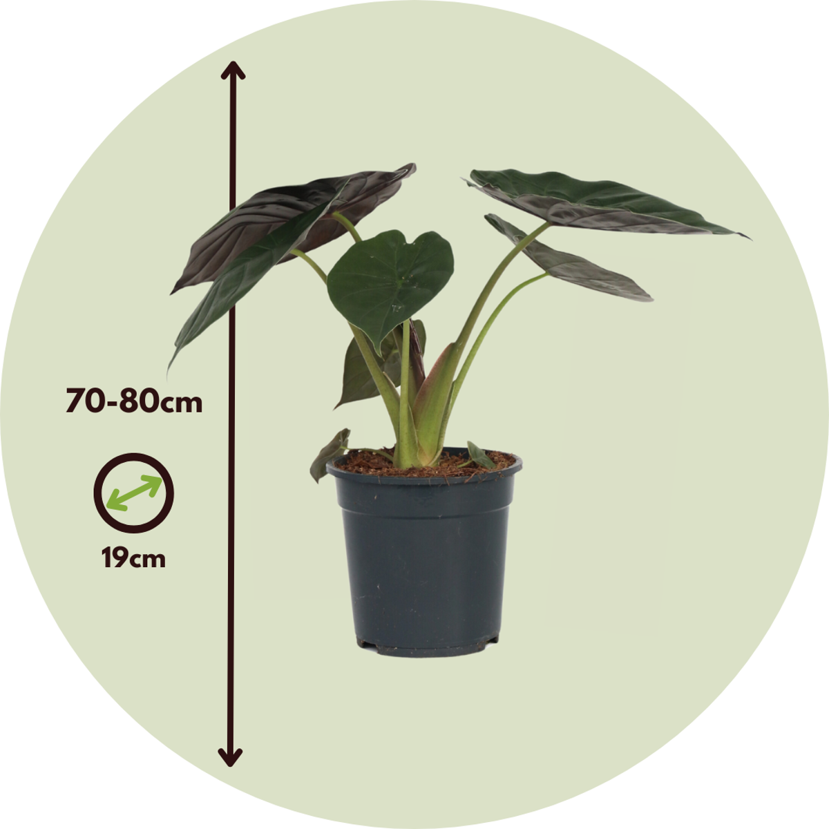Plante éléphant - Alocasia Wentii - Hauteur 70-80cm - ⌀19cm