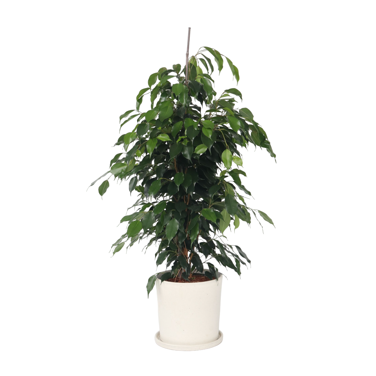 Weeping fig - Ficus benjamina 'Danielle' - Height 100-110cm - ⌀21cm