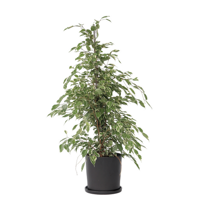 Weeping fig - Ficus Benjamina 'Twilight' - Height 100-110cm - ⌀21cm