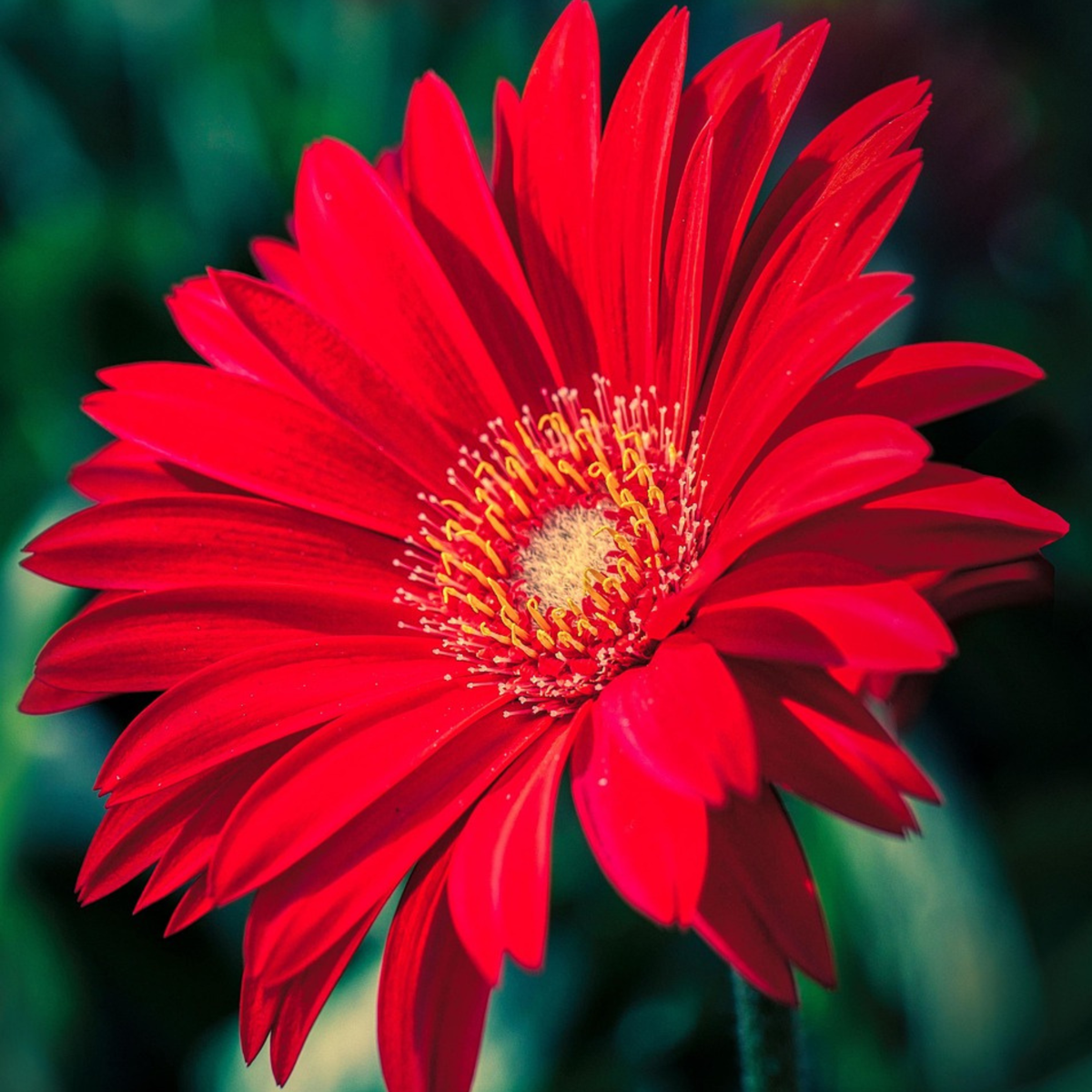Gerbera Garvinea - Rouge - Hauteur 45-60cm - ⌀19cm