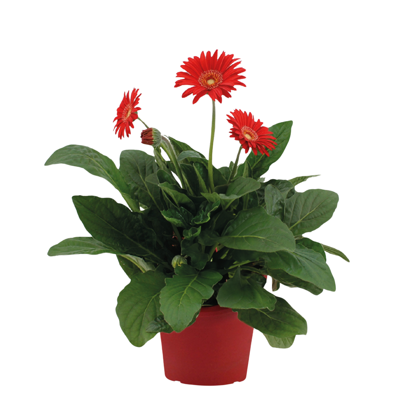Gerbera Garvinea - Rouge - Hauteur 45-60cm - ⌀19cm