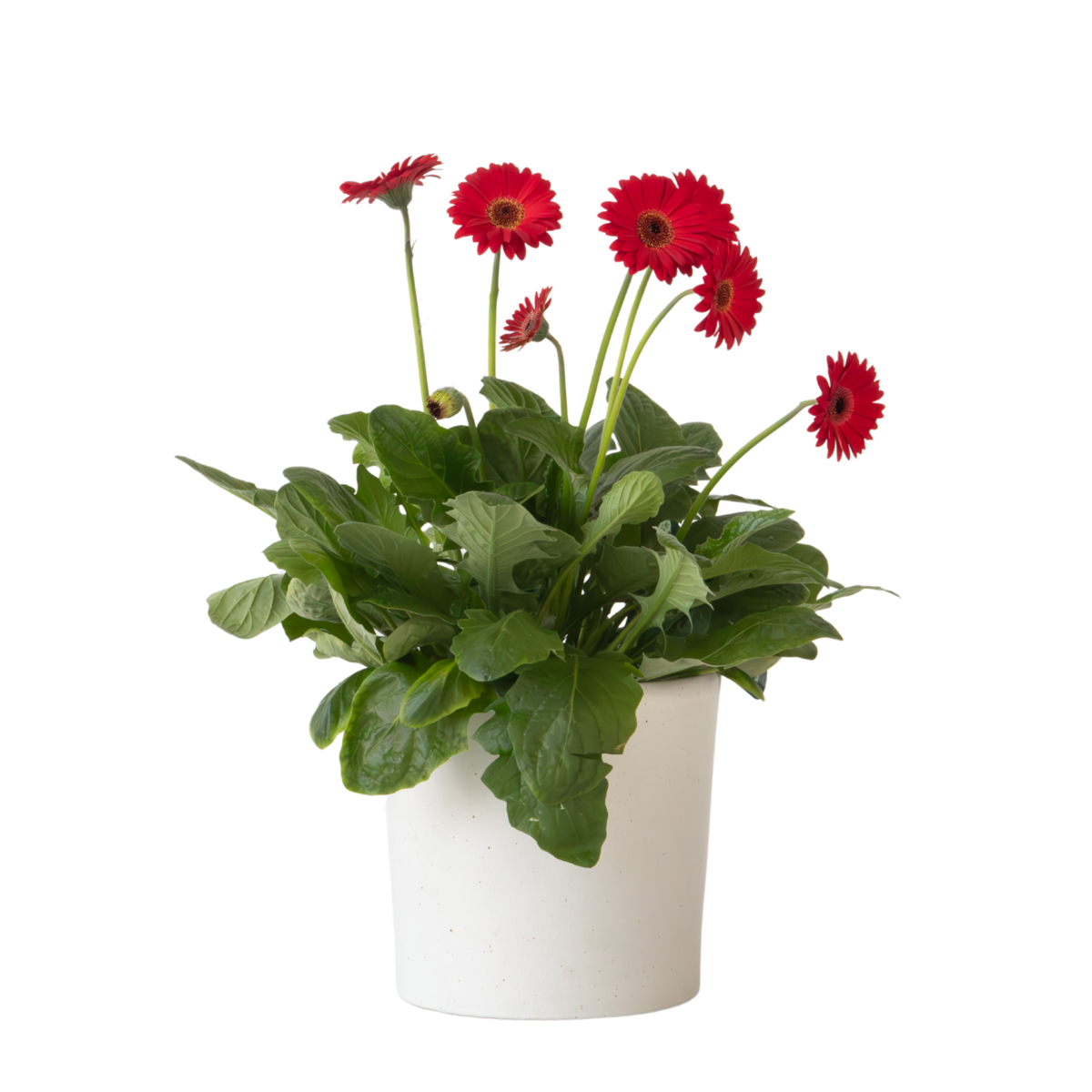 Gerbera Garvinea - Rouge - Hauteur 45-60cm - ⌀19cm