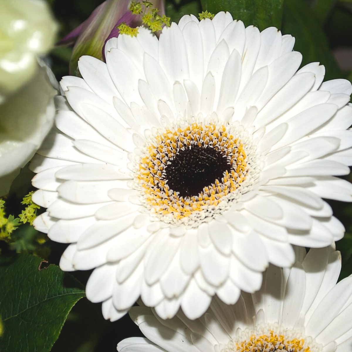 Gerbera Garvinea - Blanc - Hauteur 45-60cm - ⌀19cm