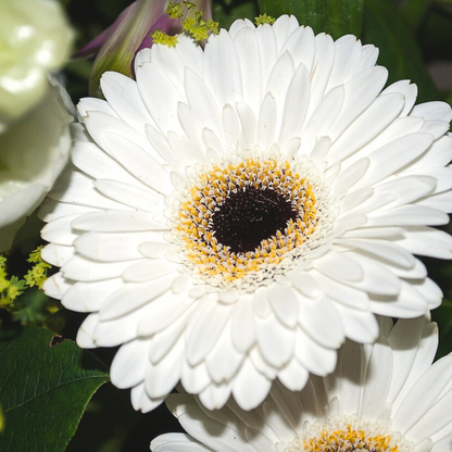 Gerbera Garvinea - Blanc - Hauteur 45-60cm - ⌀19cm
