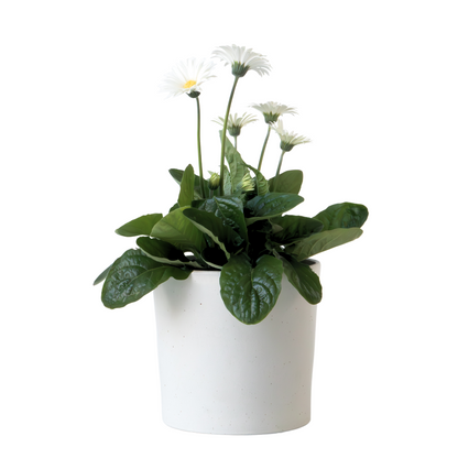 Gerbera Garvinea - Blanc - Hauteur 45-60cm - ⌀19cm