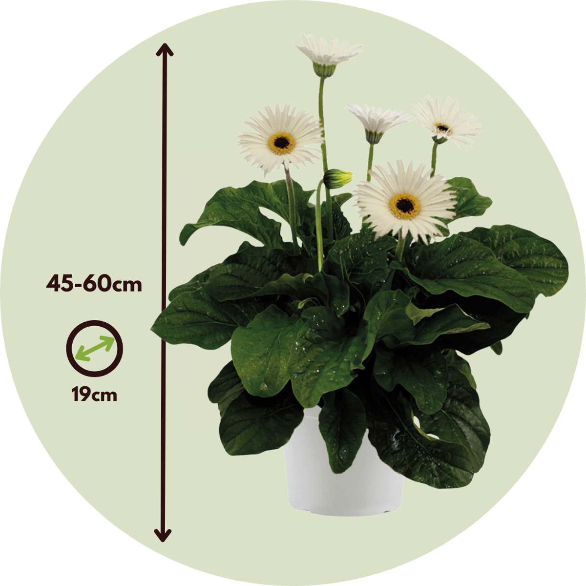 Gerbera Garvinea - Blanc - Hauteur 45-60cm - ⌀19cm