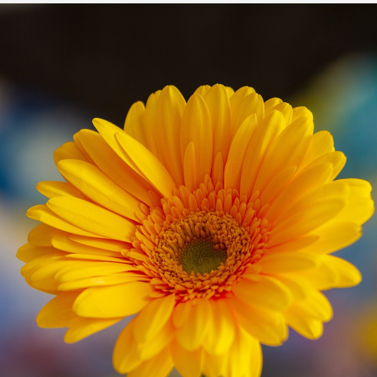 Gerbera Garvinea - Jaune - Hauteur 45-60cm - ⌀19cm