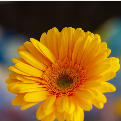 Gerbera Garvinea - Jaune - Hauteur 45-60cm - ⌀19cm