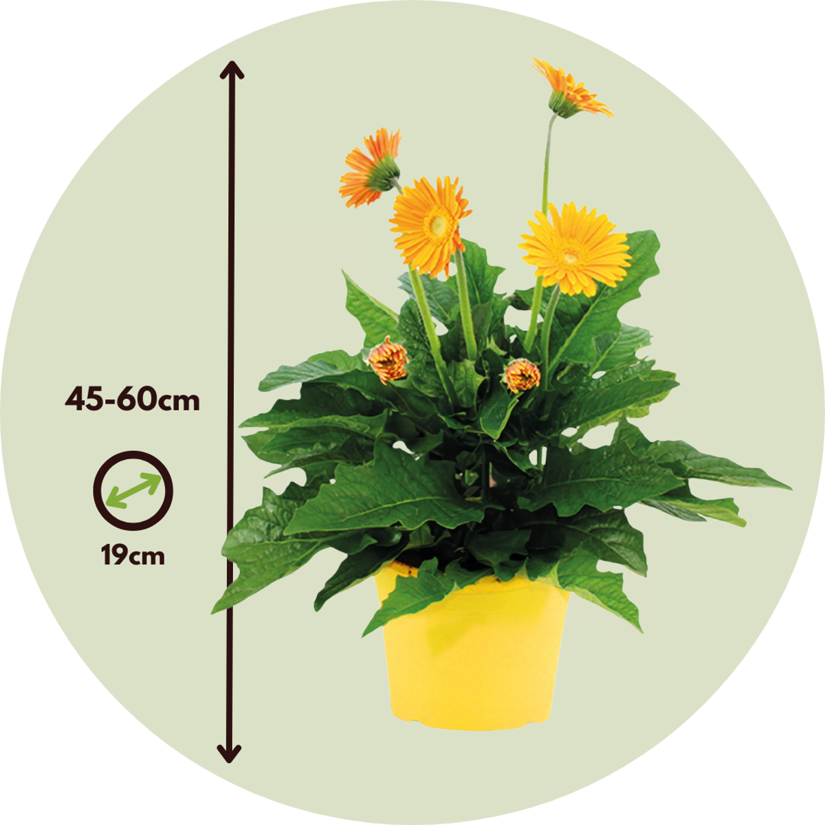 Gerbera Garvinea - Jaune - Hauteur 45-60cm - ⌀19cm