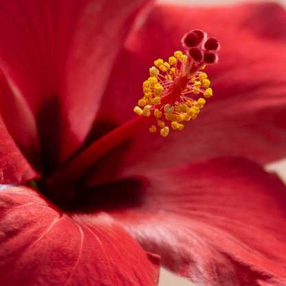 Hibiscus de Chine - Hibiscus rosa-sinensis - Hauteur 40-50cm - ø17cm