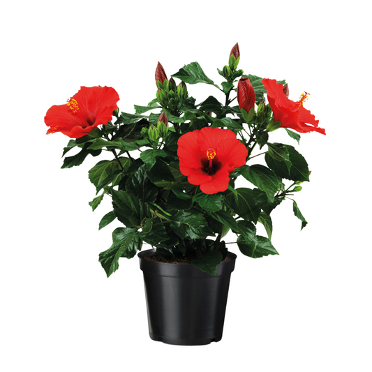 Chinese hibiscus - Hibiscus rosa-sinensis - Height 40-50cm - ø17cm