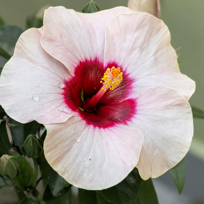 Hibiscus de Chine - Hibiscus rosa-sinensis - Hauteur 40-50cm - ø17cm