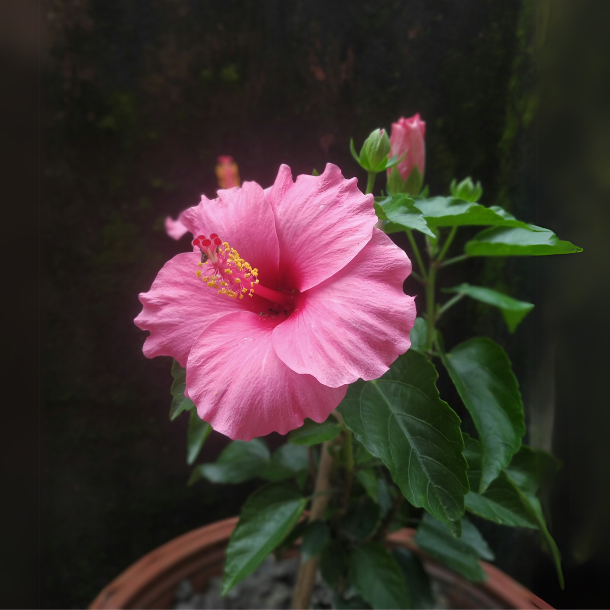 Rose de Chine - Hibiscus rosa-sinensis - Rose - Hauteur 40-50cm - ⌀17cm