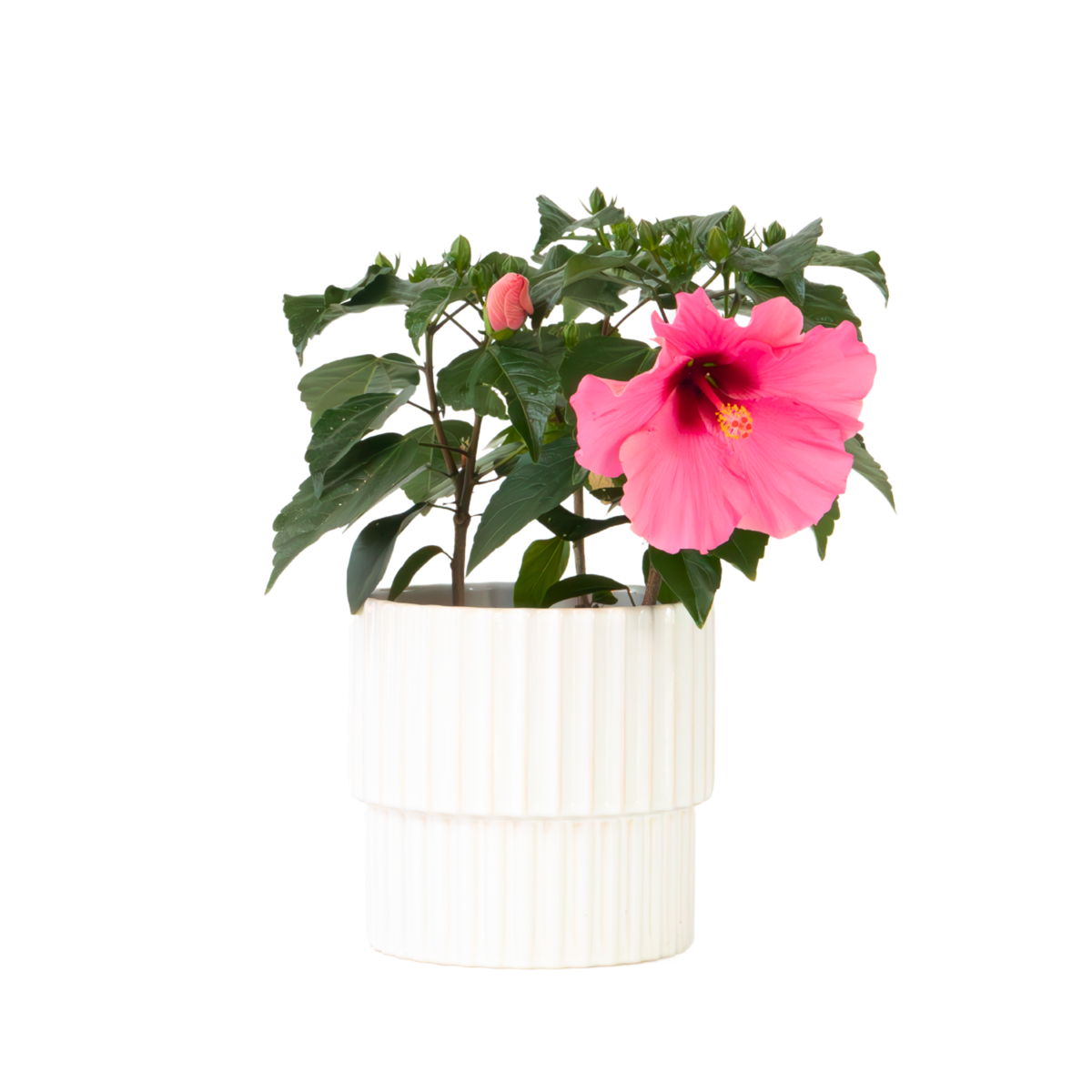 Rose de Chine - Hibiscus rosa-sinensis - Rose - Hauteur 40-50cm - ⌀17cm