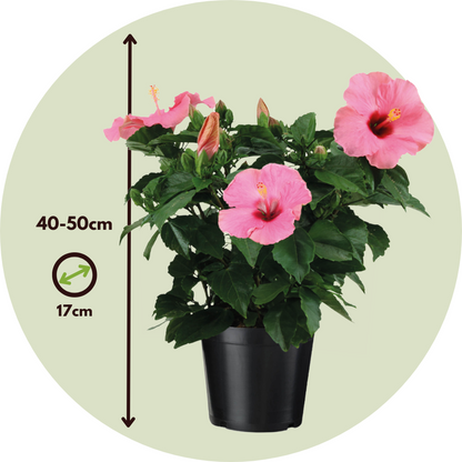 Rose de Chine - Hibiscus rosa-sinensis - Rose - Hauteur 40-50cm - ⌀17cm