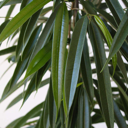 Weeping fig - Ficus binnendijkii - Height 100-110cm - ⌀21cm