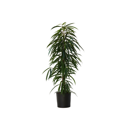 Weeping fig - Ficus binnendijkii - Height 100-110cm - ⌀21cm