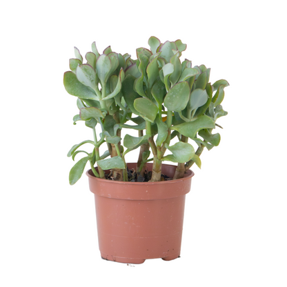 Plante de jade - Crassula arborescens 'Curly' - Hauteur 15-25 cm - Pot 12 cm