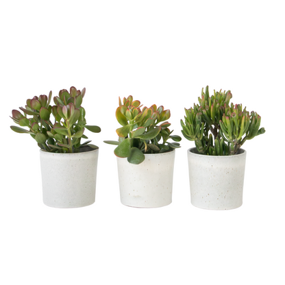 Arbre de jade - Lot 3 - Crassula Minor,Hobbit,Sunset - Hauteur 10-25cm - ø12cm