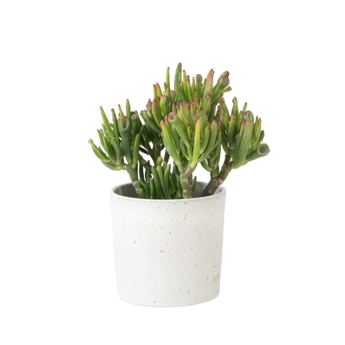 Arbre de jade - Crassula ovata 'Hobbit' - Hauteur 10-20cm - ⌀12cm