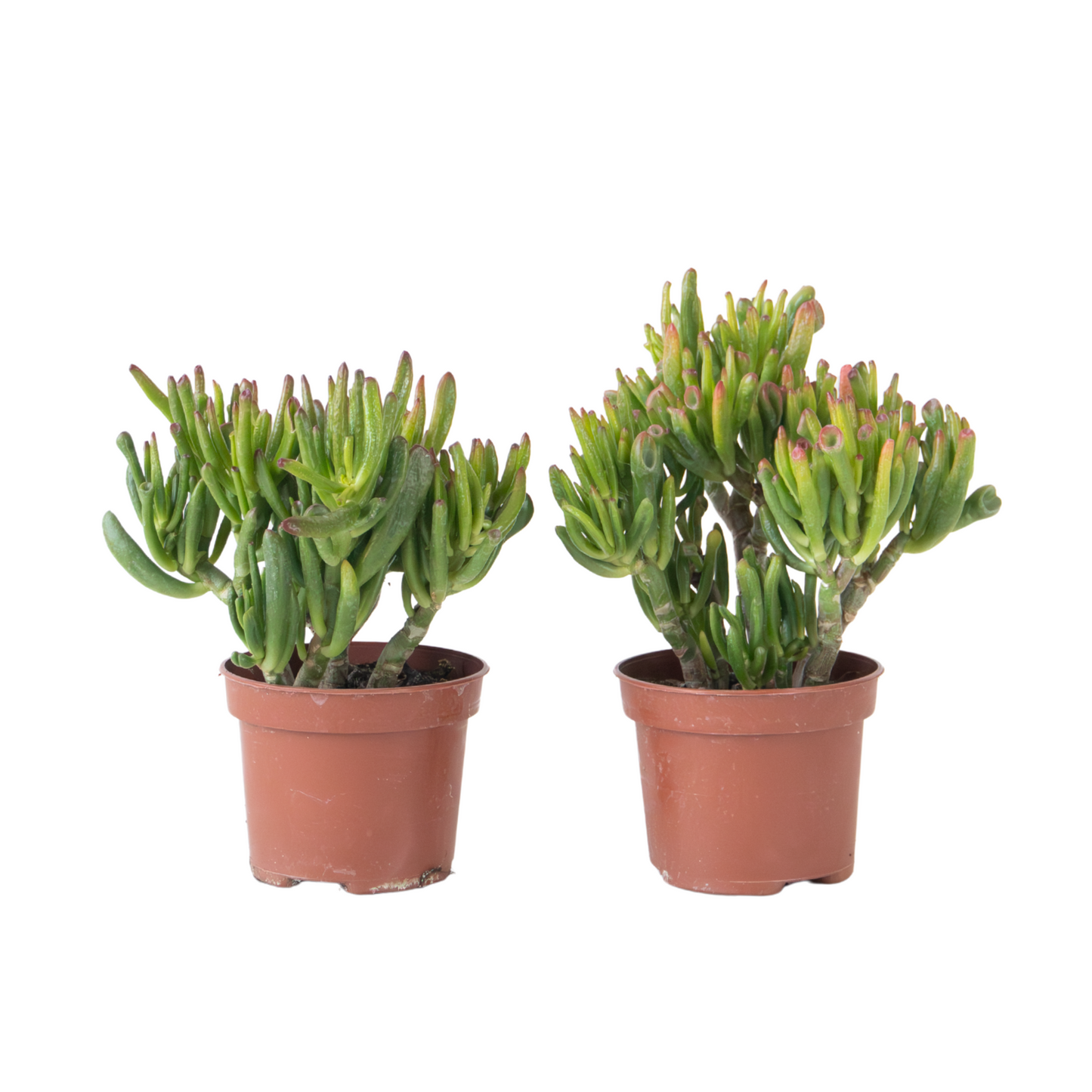 Arbre de jade - Lot 2 - Crassula ovata 'Hobbit' - Hauteur 10-20cm - ⌀12cm