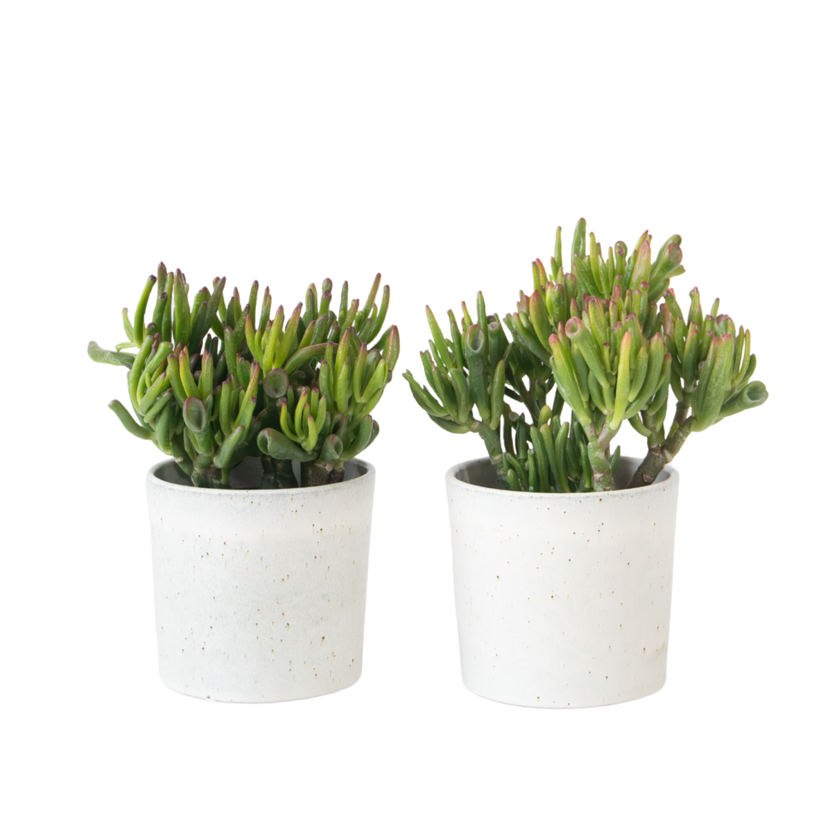 Arbre de jade - Lot 2 - Crassula ovata 'Hobbit' - Hauteur 10-20cm - ⌀12cm