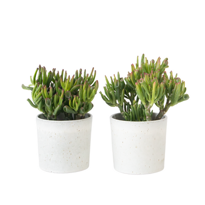 Arbre de jade - Lot 2 - Crassula ovata 'Hobbit' - Hauteur 10-20cm - ⌀12cm